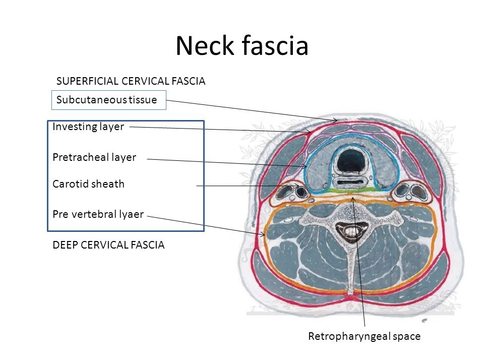 investing layer of deep cervical fascia contents interiors
